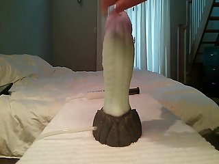 湿ったおもちゃに乗る2
