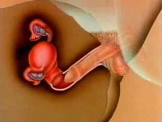 woman's impregnation
